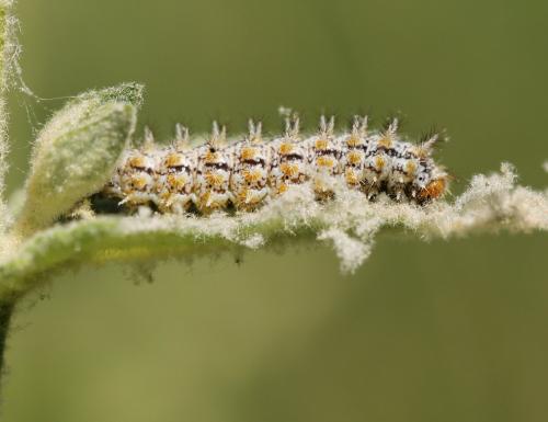 Réf. 221 769 : Melitaea trivia